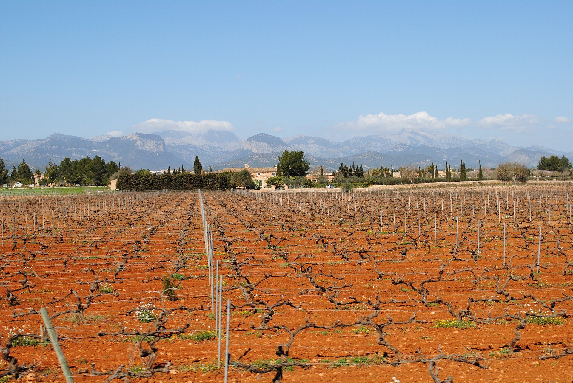 De wijnroute van Mallorca langs Binissalem